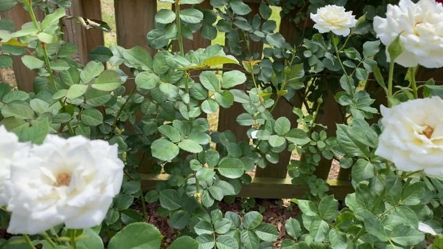 Rose - Don Juan and Moondance смотреть онлайн