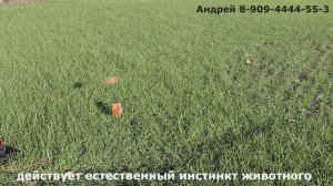 Манок своими руками,приманка на хищника.zava-manok.ru