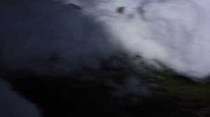 Нахаживание молодой лайки по кунице. 6 декабря 2021 г.