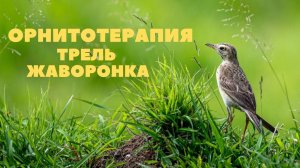 Полевой жаворонок - орнитотерапия (лечение пением птиц)