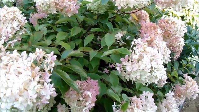 КАК ПОДГОТОВИТЬ САД К ЗИМЕ смотреть онлайн