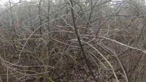 загонная охота на кабана 2022/ wild boar hunting 2022
