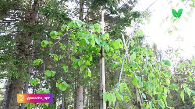 Вяз Пендула Ulmus minor «Pendula», Зелёный Сад