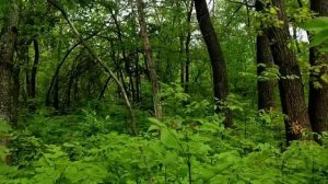 САМВЕЛ АДАМЯН СТЫЧКА МАТЕРИ И НАДЬКИ. МАТЬ СКАЗАЛА ПРАВДУ НАДЬКА УБЕЖАЛА