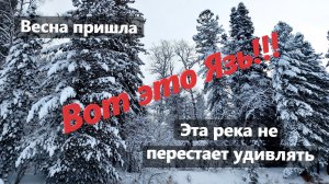 Вот это Язь!!! В этот раз попался Язь!