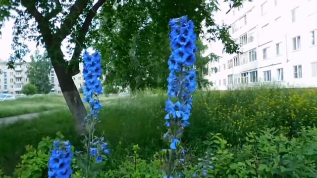 Выращивание Дельфиниума, а ВСЁ о посадке и Уходе за растением смотреть онлайн