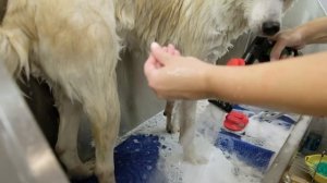 Акита-ину. Лайфхак. Экспресс-линька за 2 часа! Мастер-класс.