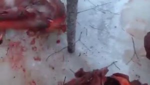 Незаконная охота в Хакасии