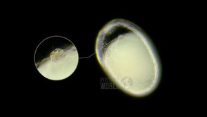 Яйцо муравья Monomorium floricola под микроскопом.