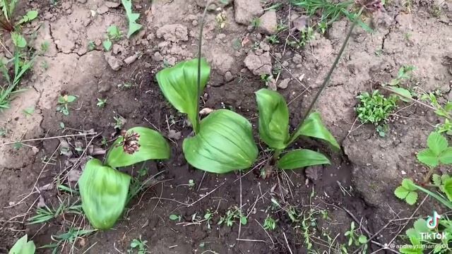 Черемшу любите? А выращивать пробовали? смотреть онлайн