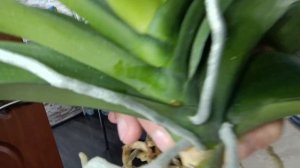 Орхидея. Как пересадить ОРХИДЕЮ. Как омолодить орхидею