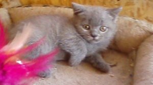 Голубой шикарный прямоухий котик продается