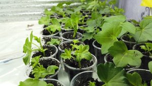 Укоренить Ампельную Пеларгонию. Более 10 лет опыта.