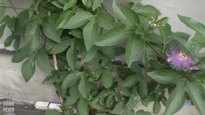 Пассифлора инкарната / Passíflora incarnata