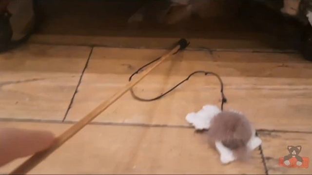 КотоКафе, КотоКафе в Москве,Котики люди.