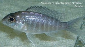 аулонокара файберга