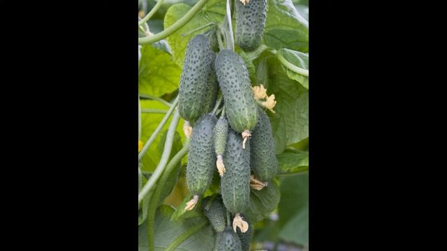 Обзор сорта огурцов "Серпантин" (характеристики, свойства, фото) смотреть онлайн