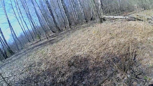 В полях кишат клещи! Первые грибы в весеннем лесу! смотреть онлайн