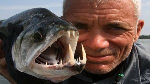 Рыба-вампир, или скумбриевидный гидролик - которая охотится на пираний