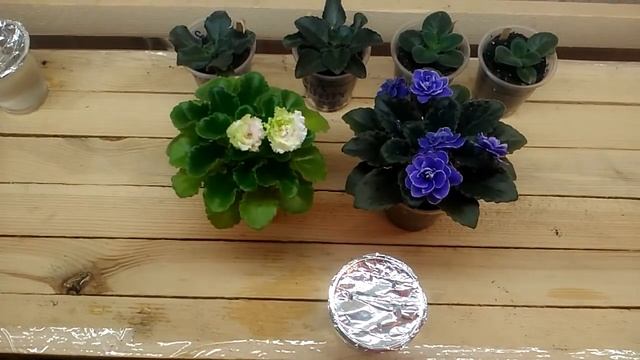 Легко и быстро размножаем минифиалки в любое время года смотреть онлайн