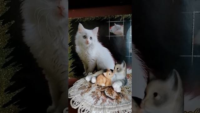 9 лунный день