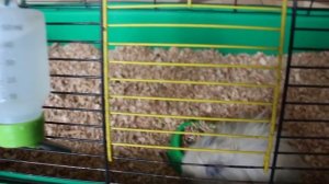 Уборка у всех хомяков. У Борьки опухоль.