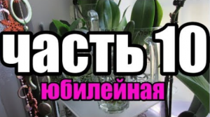 ???Орхидеи в воде спустя 10 месяца. Часть 10  Orchids in water after 10 months..mp4
