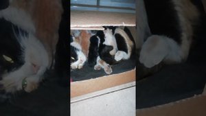 Котята только родились!)