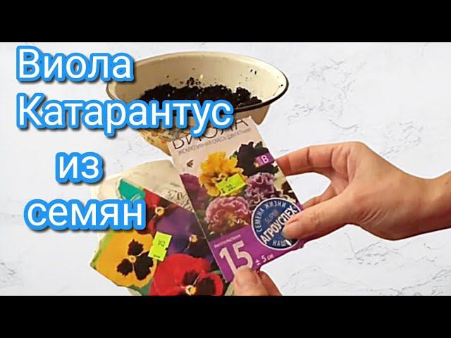 Виола и Катарантус из семян.Посев на рассаду в ФЕВРАЛЕ