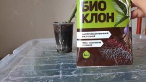 ЧЕРЕНКОВАНИЕ РОЗ И ТУИ. КАКОЙ РЕЗУЛЬТАТ? #розы #размножение #черенкование #корневин #биоклон