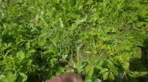 Заказ саженцев в интернет-магазине Гарден-класс. Результат покупки. Отзыв.