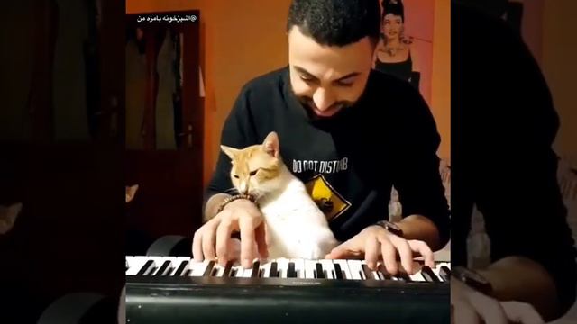 Кот балдеет от того как красиво играет хозяин на пианино смотреть онлайн