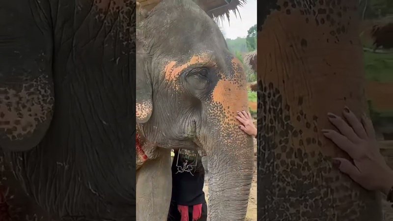 Пхукет, деревня слонов, купание со слоником, phuket, elephant village, bathing with an elephant