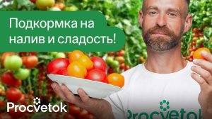 ФИНАЛЬНАЯ ПОДКОРМКА ТОМАТОВ, ЧТОБЫ СПЕЛИ И НАЛИВАЛИСЬ БЫСТРЕЕ!