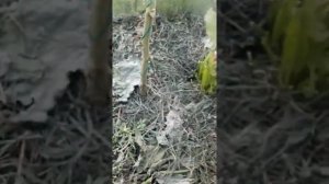 Как отмыть руки после работ в огороде