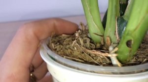 Зигопеталум - куча новых корней, но цвести не хочет! Что делать, ждать ли цветонос?