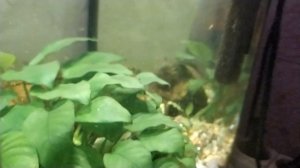 Меченосец рожает мальков