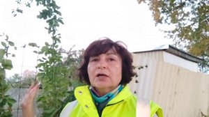 Как уложить плетистую розу под укрытие на зиму, чтобы не сломалась!