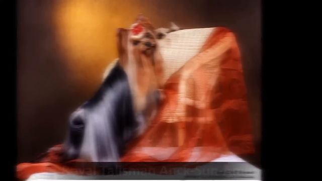 Мисс Йорк Ноября 2010 - выбор читателей YORKIMAN.ru смотреть онлайн