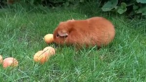 Морские свинки Американский Тедди