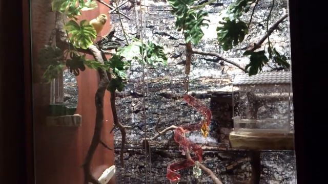 Клетка для птиц. Витрина-вольер для птиц Компании «АВИАРИЙ» смотреть онлайн