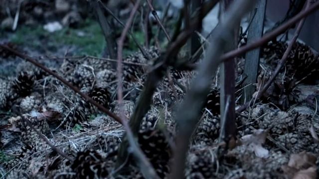 Early spring | Canon 760D 18-135mm IS STM video footage смотреть онлайн