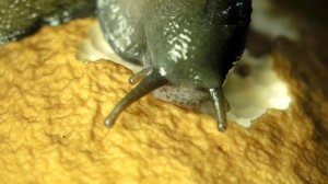 слизень ест гриб