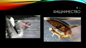 Типы взаимодействий популяций разных видов