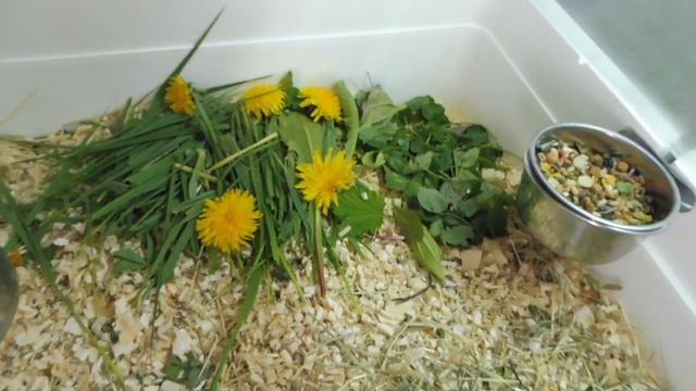 #ПЕСЧАНКИ И ХОМКИ - ВСЕ МОИ ГРЫЗУНЫ ВМЕСТЕ#КУПЛЮПЕСЧАНКУПРОДАМХОМЯКА#ПИТОМНИКМАРИМИСТИКпесчанкихомя