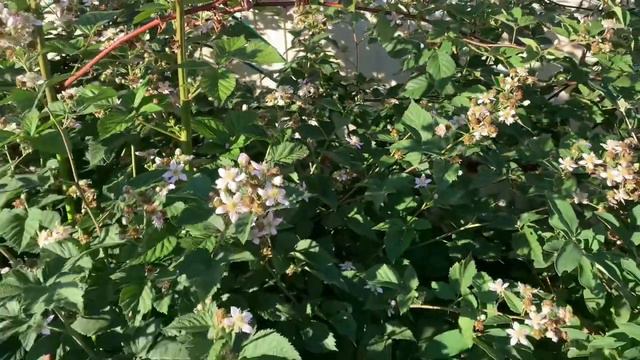 Чудо-ежевика выполнила сразу несколько задач! смотреть онлайн