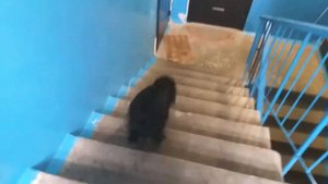 Собака в подъезде многоквартирного дома