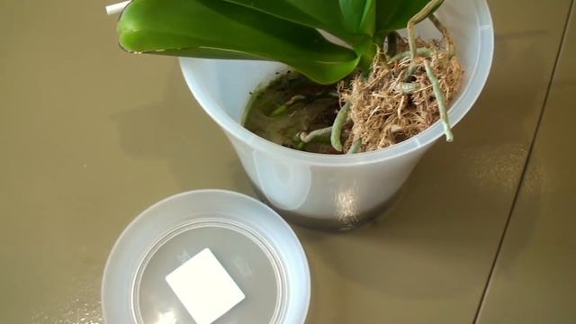 адаптация воздушных КОРНЕЙ ОРХИДЕИ детки с ЦВЕТОНОСА смотреть онлайн