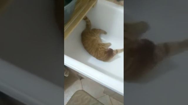 Кот Персидаль делает выкрутасики в ванной смотреть онлайн