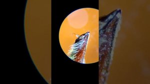 микроскоп микромед р1 первое включение.смотрим кровь и лапку жука.